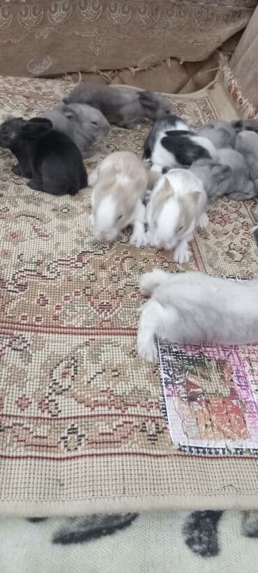 afçarka balası: Akor balası 10m — 14