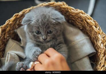 sotland pisiyi haqqinda: Şotland, Erkək, Dişi, Yaxşı əllərə, Ünvandan götürmə, Pulsuz çatdırılma, Ödənişli çatdırılma — 7