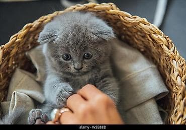 scottish: Şotland yastı qulaq, Erkək, Dişi, Yaxşı əllərə, Ödənişli çatdırılma, Rayonlara çatdırılma, Pulsuz çatdırılma — 4