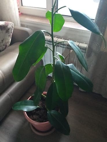 Fikus elastika (qauça ağacı) – otaq bitkisi, dibçəkdə - Növ: Ficus