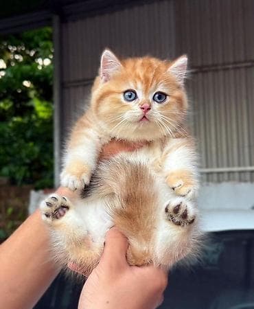 Pişiklər: Britan — 2