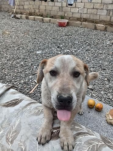 sərab coban iti: 10 ay, Erkek — 1