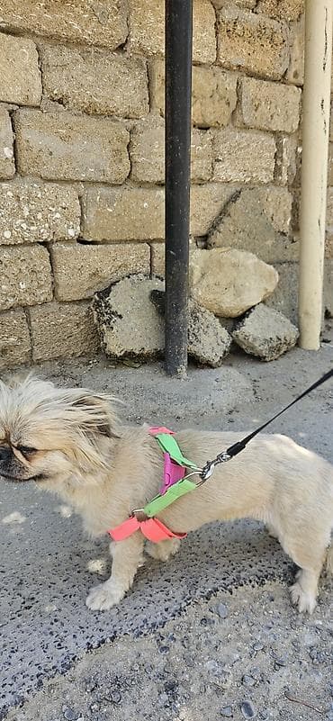 İtlər: Pekines, 1 il, Dişi, Pulsuz çatdırılma — 7
