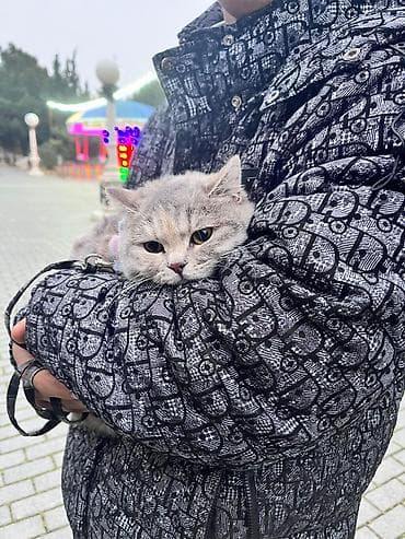 cins pişikler: Britan, Dişi, Yaxşı əllərə — 3