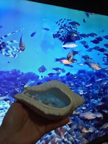 deko: Sifariş öncədən qəbul olunur — 14