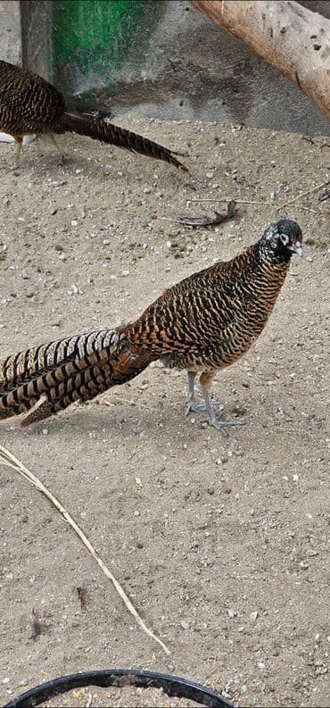 pulsuz pişik balaları: Almaz girgovul tək ərkəy satilir — 1