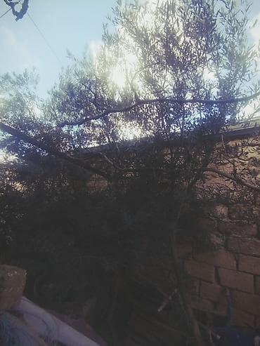 Digər bitkilər: Zeytun ağacı satılır - Növ: Zeytun (Olea europaea) - Hündürlük — 2