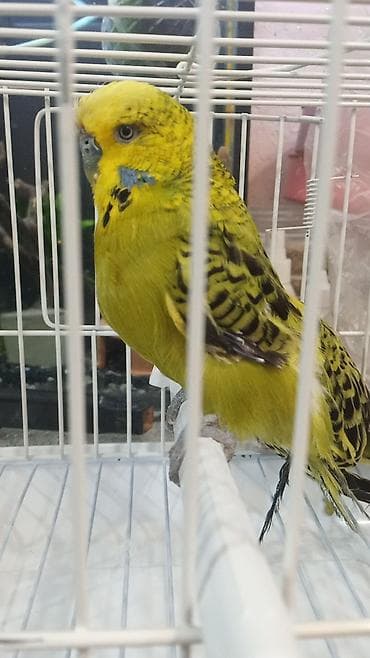 Göyərçinlər: Cex cütü 70 azn — 5