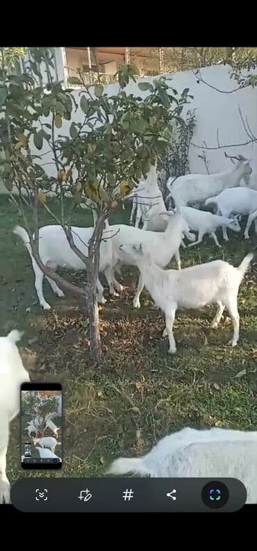 sud sagan pompa qiymeti: Dişi, Zanen, il: 2, 40 kq, Südlük, Ünvandan götürmə — 12