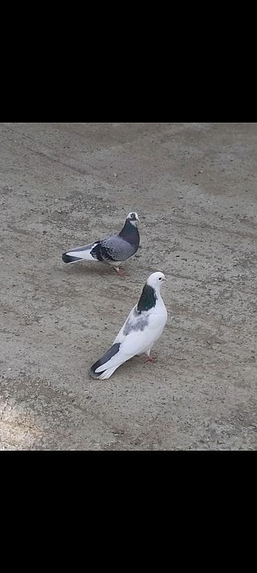 hovsanda cuce satisi: Cutduler yumurtaya döyür cutu 40 azn unvan Qaradag lokbatana göndərmək — 1