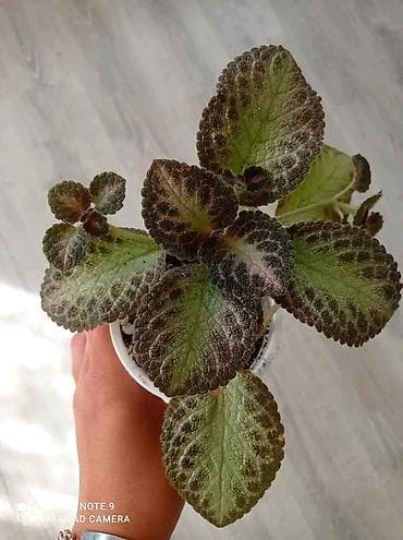 ev gulleri satisi: Сциндапсус N-Joy — 10