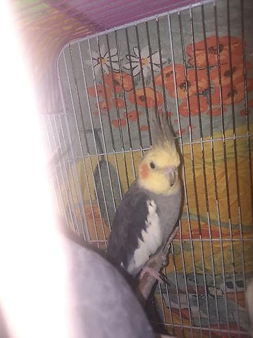 tutu kuşu: Yaxşı qyşlardi mahnı oxuyurlar hazır erkeklerdi cüt halındada vere — 4