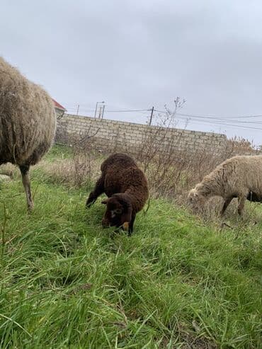 Коровы, быки: Dişi quzu satılır yetimdi anası ölüb — 2