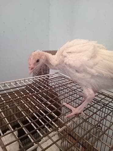 Кошки: Ağ rəngli hinduşqa balaları (pulluçalar) - Cins: ağ broyler/ət — 3