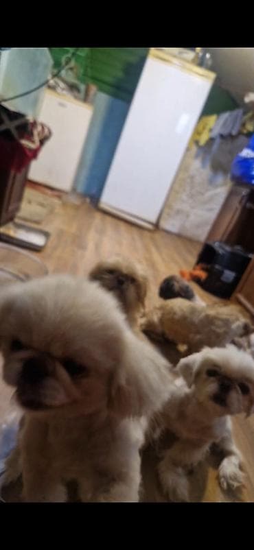 mini itler: Pekines, 11 ay, Peyvəndli — 5