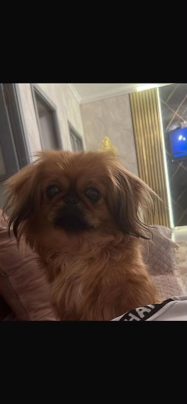 itlər bala: Pekines — 1