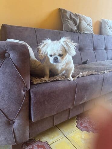 собака бу: Пекинес, 1 год, Самец, С прививками — 2