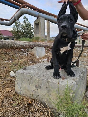 itler bala: Kane-Korso, 3 ay, Erkek, Peyvəndli, Ünvandan götürmə, Ödənişli çatdırılma — 5