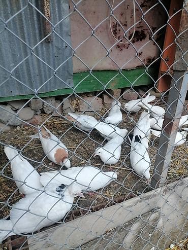Göyərçinlər: Kohne nesil aglar ucushtu saglam heyvanlardi terqizilir deye hamisini — 2