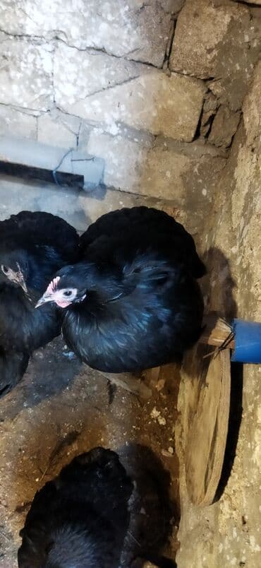 Heyvanlar üçün mallar: Toyuq, Damazlıq — 10