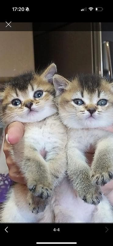 Şotland fold balaları – qızıl rəng çalarlarında - Cins: Scottish Fold