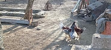 Птицы: Курица, Для разведения — 2