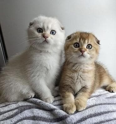 bal arısı: Şotland yastı qulaq — 6