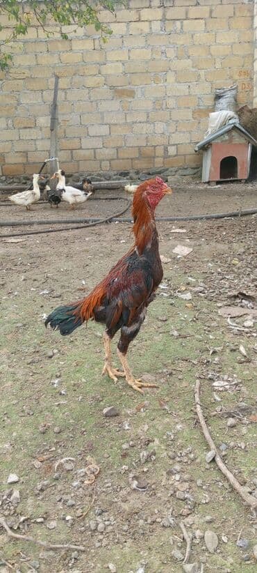 tap.az xacmaz heyvanlar: Satlr barterde var 1gözu kordu — 2