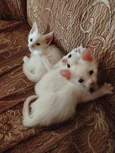 pişik balalari: Türk anqora, Pulsuz çatdırılma — 6