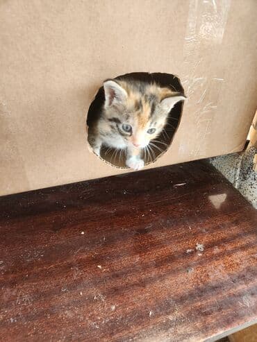 сколько стоит котёнок: Самка — 4