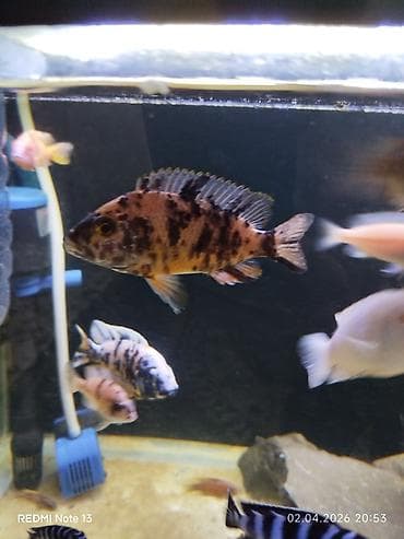 kangal balaları: Cixlid balığı, Yırtıcı, Ünvandan götürmə — 6
