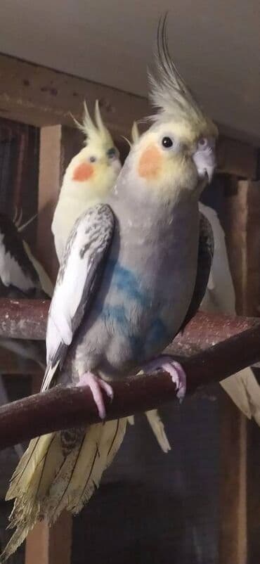 tutu guşu: Diqqet quslarin altinin ve yerinin temizliyine fikir verin — 5