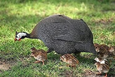 Məhsul: Qvineya quşu (Helmeted Guinea Fowl) Təsvir: - Növ: Numida lalafo.az -da Məhsul: Qvineya quşu (Helmeted Guinea Fowl) Təsvir: - Növ: Numida