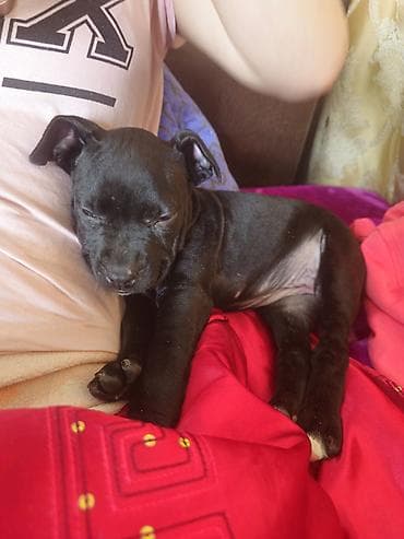 2 ay, Dişi, Ünvandan götürmə