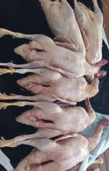 Bitkilər: Muscovy ördəyi – təmizlənmiş karkas və daxili orqanlar - Növ: Muscovy — 1