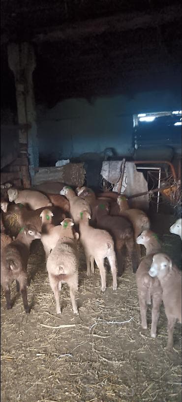 K/t heyvanları üçün mallar: Quzu — 2