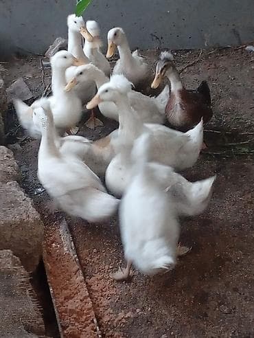 Ördəklər: Satılır: Ördəklər Topdan goturulse 10man.Tek-Tek 12man — 3
