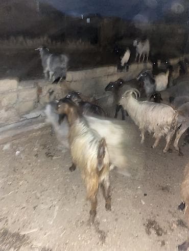 Mal-qara: 13 baş keçi çepiş 1 baş Teke Cemi 14 baş heyvandi — 8