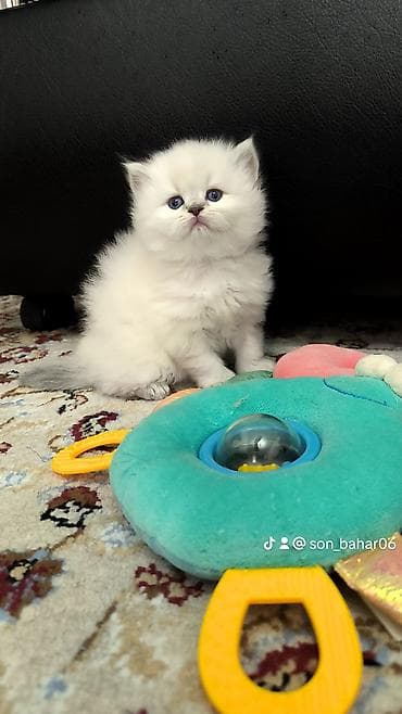 britanski pisik: Tam sağlam uzuntüklü balalar saf Qandi. Ana ve ata şəkillərini ciddi — 2