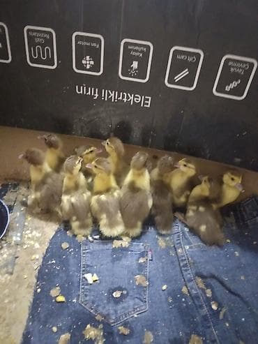 Yemlər: Krasadar lal ördək balalarıdır. 10 günlükdürlər.11 ədəddilər .1 ədədi — 4