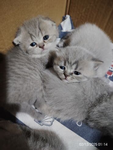 pişiy cinsləri: Boz rəngli balaca pişiklər – yumşaq tüklü, iri qara gözlü, qısa — 10