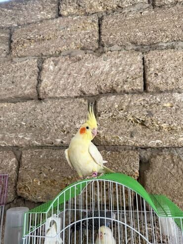 Gəmiricilər: Qəfəslə birvə 60 Azn sondu qiynet erkeydi oxuyir yalniz zəng — 1