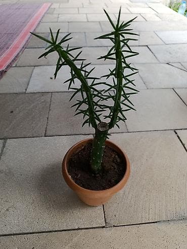 Kaktus Gulu. Boy Yarim Metr Boyuyur 1 metr den Yuxari olur. Ag Gul