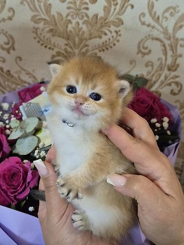 Britan, Erkək, Yaxşı əllərə, Ödənişli çatdırılma