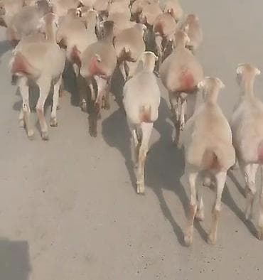 atlar ucuz: Toğlumuz. Satılır Razlaşma. yolu. var. Əlaqə Nömürə. 051. 751. 05 — 4