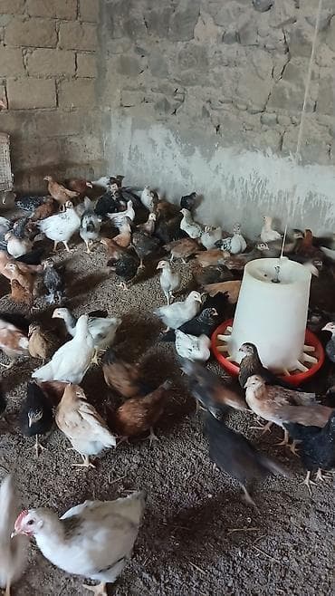 qus yuvasi: Toyuq cücələri, Ətlik — 4