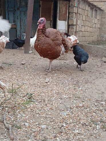 Subaru: Qırmızı kanada Hinduşka balalarının satışı başlayıb hər həftə olacaq — 9