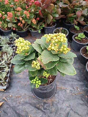 Çöl bitkiləri: Kalanxoe (Kalanchoe blossfeldiana) – saksı bitkisi - Çeşid: çiçəkli — 2
