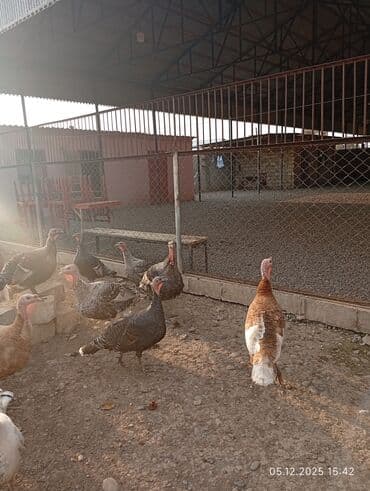 Pişiklər: Erkək, Damazlıq — 4