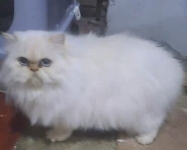 Pers 6aylıq bala erkek